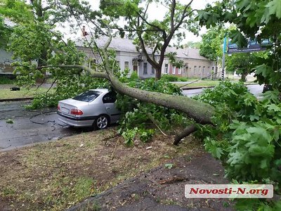 Дерево впало на автомобіль: через суд від «Миколаївських парків» вимагають майже 200 тисяч гривень