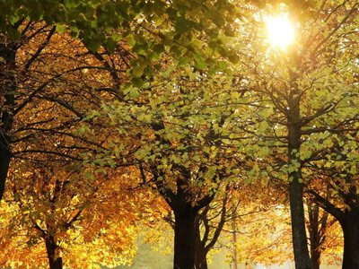 До 22° тепла: погода на Франківщині 30 вересня