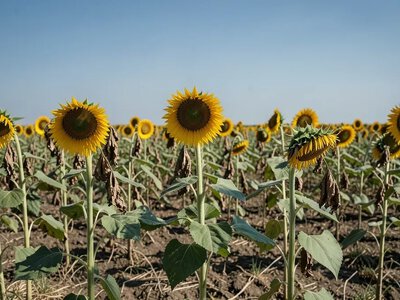 Херсонщина має найнижчу в Україні врожайність соняшнику, 1,03 т/га