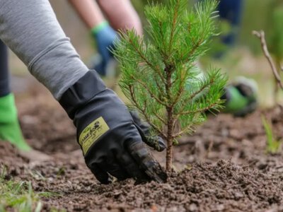 В Україні штрафують за посадку цих дерев: список заборонених видів 