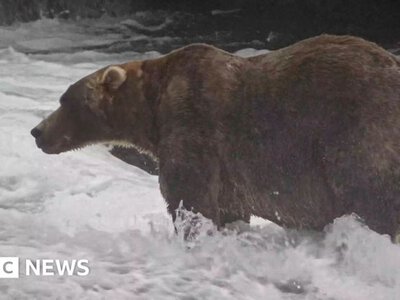  Бурий ведмідь на прізвисько Рюкзак переміг у щорічному конкурсі Тиждень товстого ведмедя на Алясці 