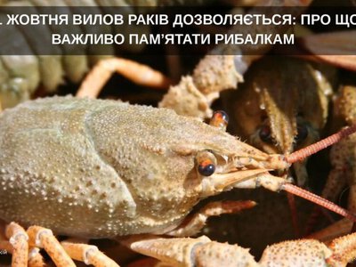  ЗАВЕРШУЄТЬСЯ ЗАБОРОНА НА ВИЛОВ РАКІВ: ПРО ЩО ВАЖЛИВО ПАМ’ЯТАТИ РИБАЛКАМ 
