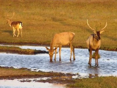 Тварини в “Асканії-Нова” страждають від нестачі води та загибелі