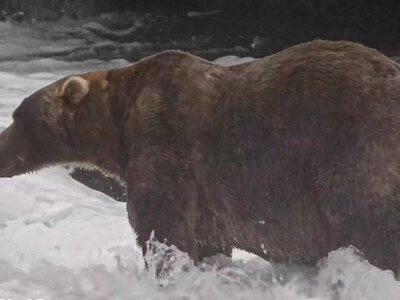 Ведмідь Backpack переміг у конкурсі Fat Bear Week