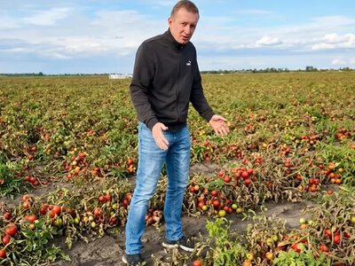 Фермер на Миколаївщині залишився з тоннами томатів без збуту після удару по заводу