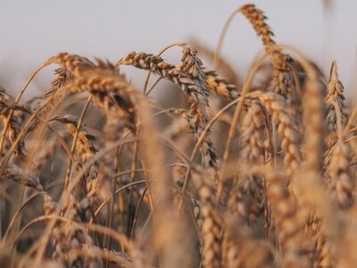Україні загрожує рекордний надлишок зерна: аграрії сперечаються через пріоритет олійних в експорті