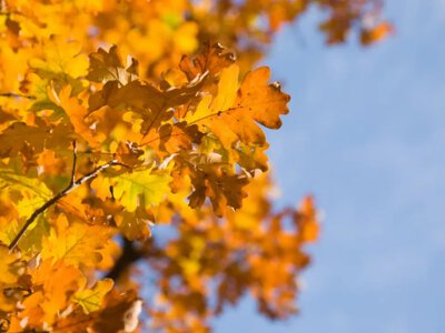 Антициклон несе сонце й тепло до +22°: якою буде погода в Україні на початку жовтня 