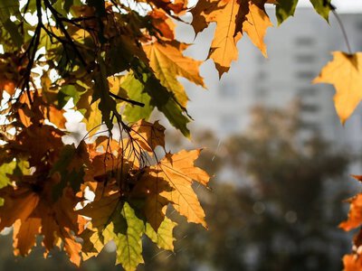 До 22° тепла: погода на Франківщині 1 жовтня