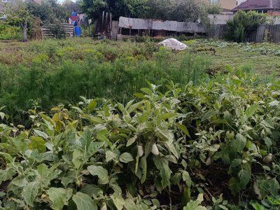 Поки земля ще тепла: що обов’язково зробити на городі у жовтні