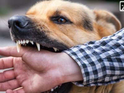 У Малині безпритульний пес вкусив 76-річного велосипедиста: чоловік їхав до доньки
