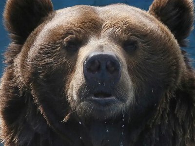 У Росії посилять контроль за ведмедями після смертельних нападів на людей