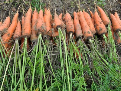 Формула преміальної ціни: як зберегти якість моркви до цінового піку