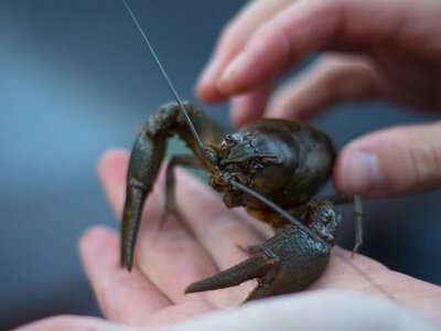 Коли в Україні дозволять ловити раків у 2026 році та скільки можна впіймати
