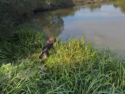 На Рівненщині шукають 80-річного чоловіка, який зник з дому