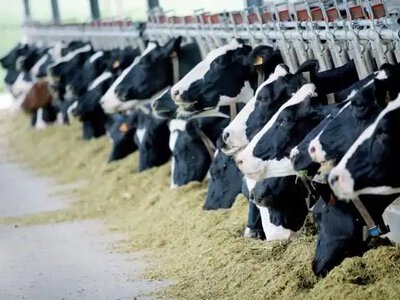 Аграрії Рівненщини можуть отримати компенсацію за будівництво тваринницьких ферм