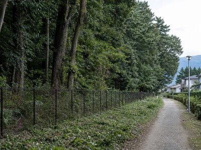 Японія запровадила міністерську посаду для заходів щодо ведмедів — Channel NewsAsia