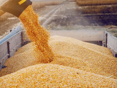 Зерновий план Росії дав збій: нові маршрути експорту не замінять Чорне море