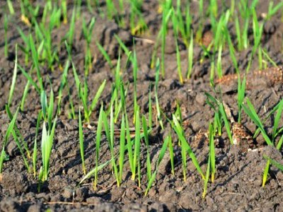 Погода в Україні: заморозки та потепління до +19°С