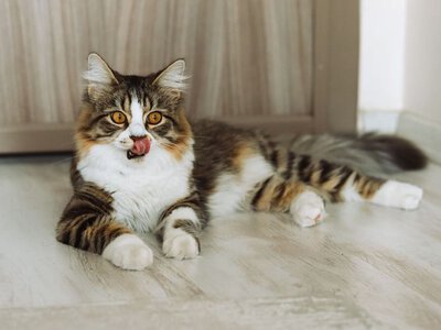Як обрати корм для стерилізованих котів