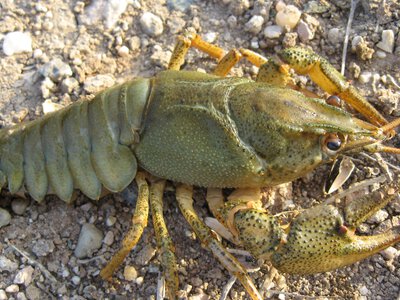 Відсьогодні на водоймах Одеської області дозволений вилов раків