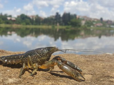 В Україні знову дозволили ловити раків: які правила діють для любителів