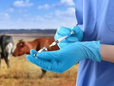  Уряд затвердив нові правила реєстрації ветеринарних лікарських засобів 