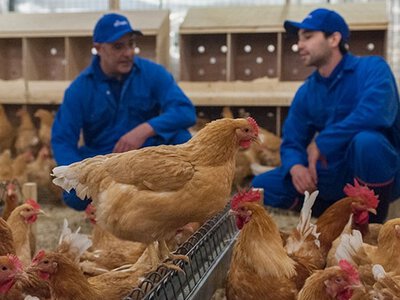 Роль ветеринара на сучасній птахофабриці: аналітика та ризики