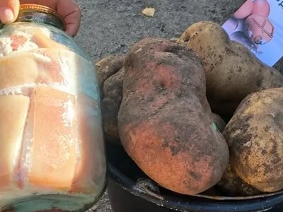Картопля розміром із трилітрову банку: на Волині зібрали незвичайний урожай 