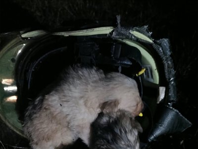 На Тячівщині під час пожежі врятували трьох цуценят