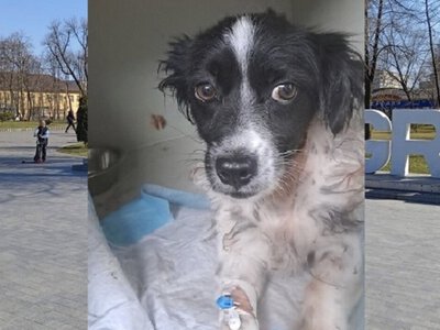 Пес, якого хотіли приспати через травму шиї, отримав шанс на нове життя