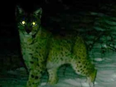 Рись без кордонів: що дав моніторинг в Ужанському нацпарку