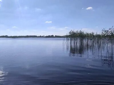 Рідкісна флора та чужорідні види: науковці обстежили водно-болотні угіддя на Рівненщині
