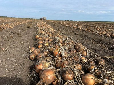 На Рівненщині площі під овочами зросли на 10%