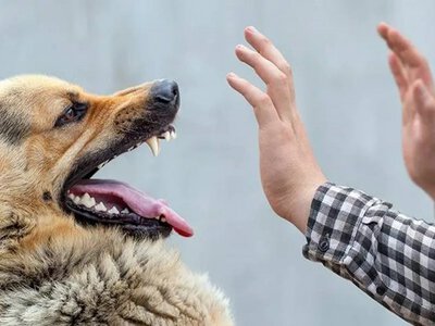 Собаки, коти й навіть шакал: на Черкащині за 9 місяців виявили 45 випадків сказу