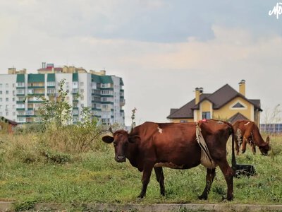 Херсонщину визнали загрозливою зоною через дерматит великої рогатої худоби