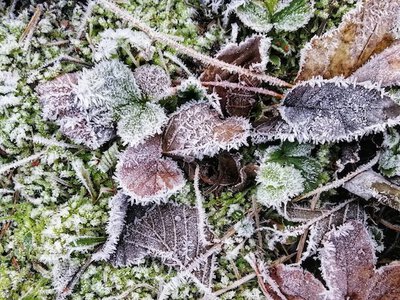 На вихідних Україну накриють заморозки до -3°C