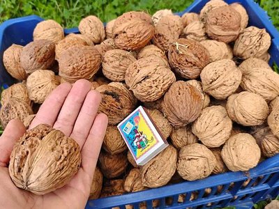 Продажа/закупка грецких орехов в Харьковской области — Цены