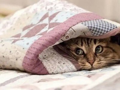 У Запоріжжі очікують перші заморозки, а потім потепління до +20°