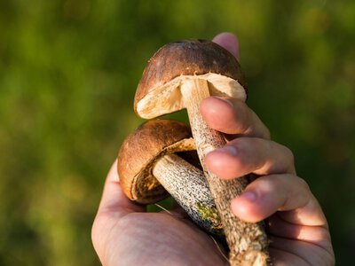 Тихе полювання та осіння лісова магія: 3 жовтня відзначають Всесвітній день грибника