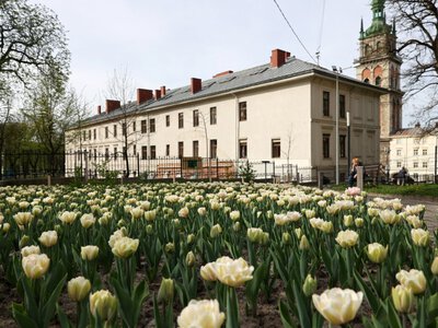У Львові висадять ще 200 тисяч нідерландських тюльпанів