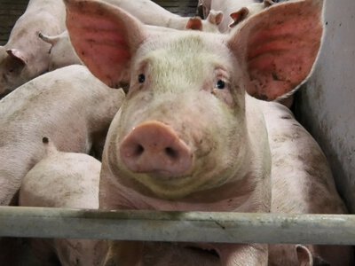 Чому свинарство в Україні страждає від цінових гойдалок