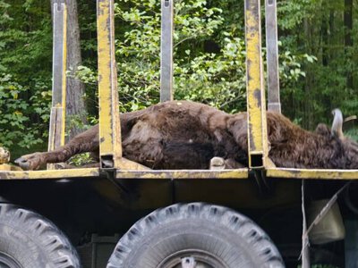На Львівщині вантажівка збила на смерть червонокнижного зубра вагою близько 700 кг