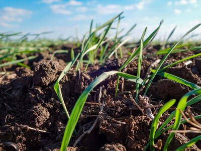 Tekom Agro Group звітує про сходи озимої пшениці