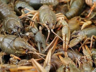 У Дніпропетровській області з 1 жовтня дозволили вилов раків