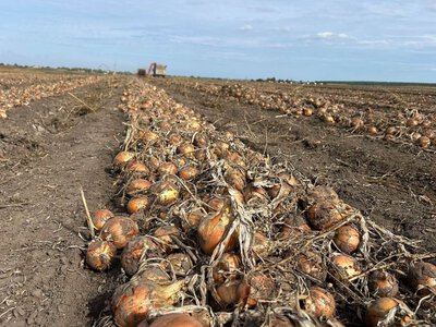 Аграрії Рівненщини зібрали близько половини врожаю овочів