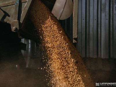 Україна скоротила поставки сої до Євросоюзу на 71%: як змінилася частка ринку