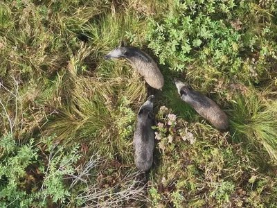 На Волині прикордонні дрони зафіксували лосів, козуль та диких свиней