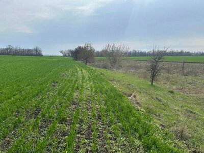 Розорали заповідну землю: 27 гектарів Балки Ручаєвської повернуть громаді