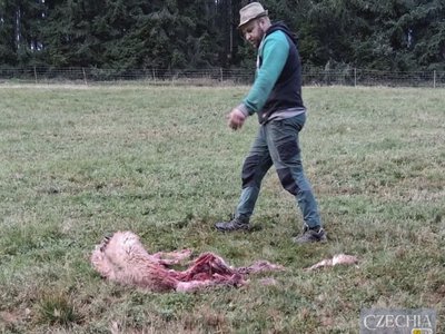 У Чехії вовки прорвали електроогорожу та напали на овець: вижили лише три