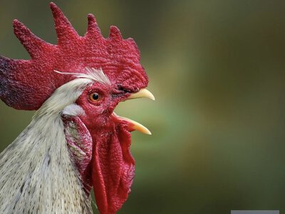 В Австрії півень будить сусідів серед ночі: справа дійшла до суду